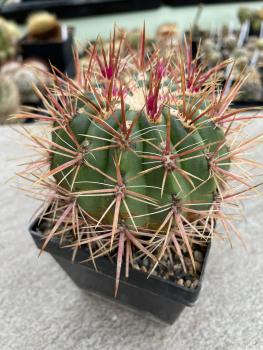 Ferocactus stainesii